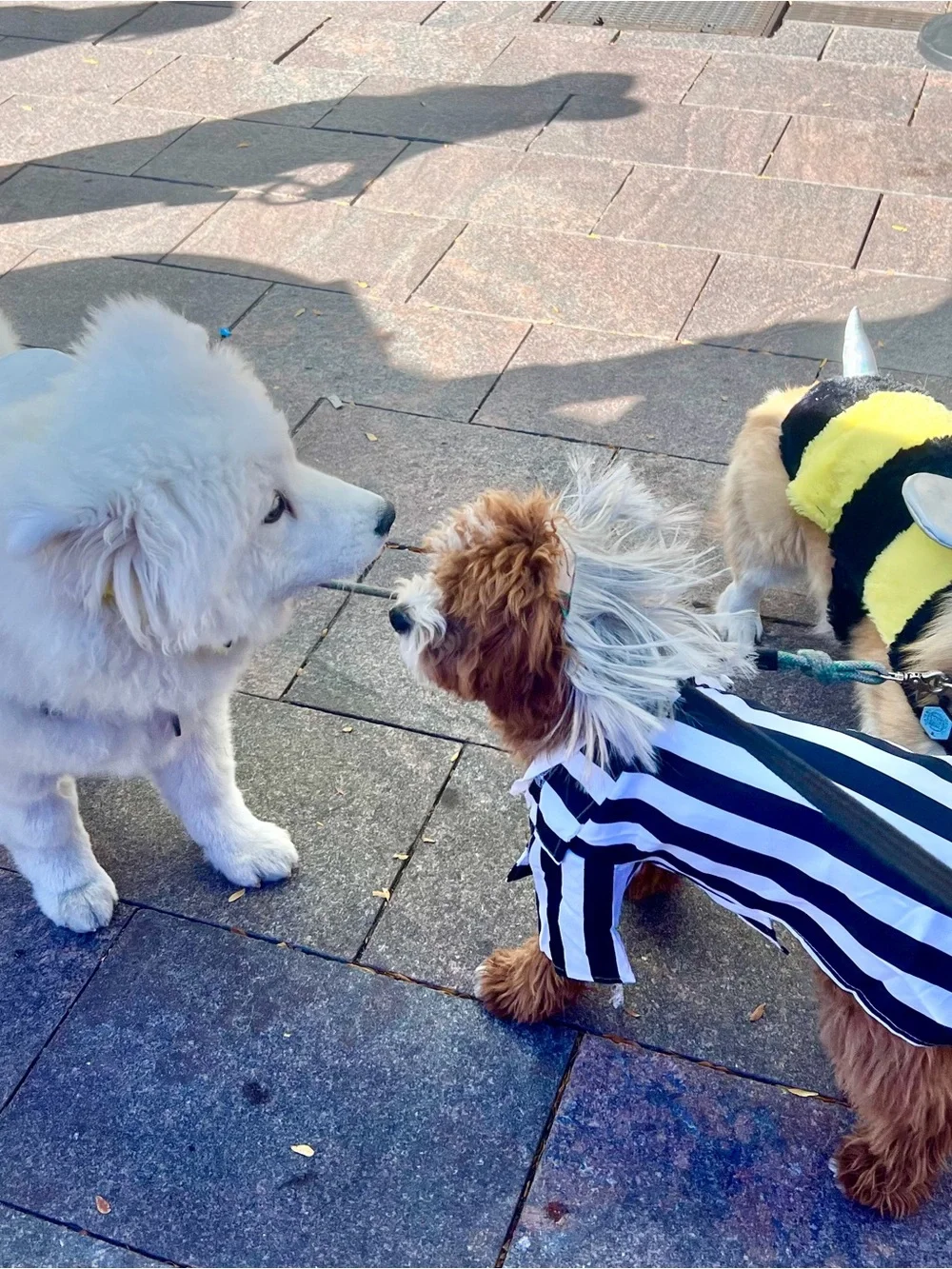 Beetlejuice: Beetlejuice Pet Costume for For Dogs or Cats by Rubies, Medium